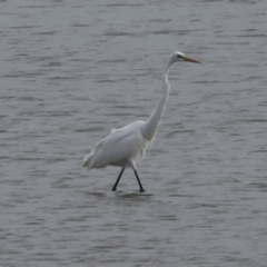 Ardea alba at Cairns City, QLD - 12 Aug 2023 04:33 PM