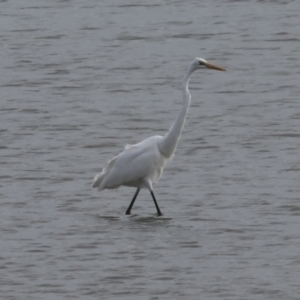 Ardea alba at Cairns City, QLD - 12 Aug 2023