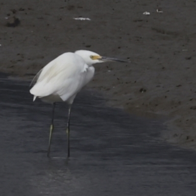 Egretta garzetta (Little Egret) at Cairns City, QLD - 12 Aug 2023 by AlisonMilton