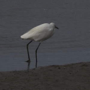 Egretta garzetta at Cairns City, QLD - 12 Aug 2023