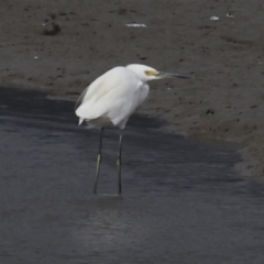 Egretta garzetta at Cairns City, QLD - 12 Aug 2023