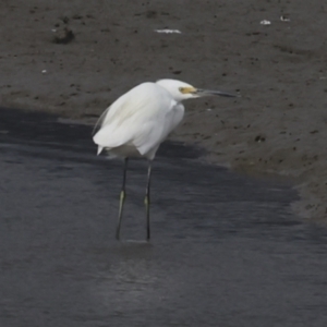 Egretta garzetta at Cairns City, QLD - 12 Aug 2023 04:12 PM