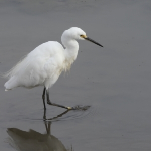 Egretta garzetta at Cairns City, QLD - 12 Aug 2023 08:43 AM