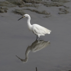 Egretta garzetta at Cairns City, QLD - 12 Aug 2023 08:43 AM