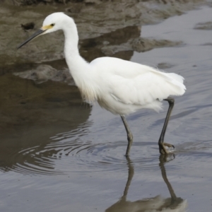 Egretta garzetta at Cairns City, QLD - 12 Aug 2023 08:43 AM