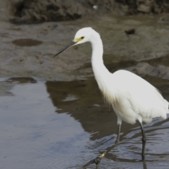 Egretta garzetta at Cairns City, QLD - 12 Aug 2023 08:43 AM