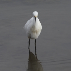 Egretta garzetta at Cairns City, QLD - 12 Aug 2023 08:43 AM