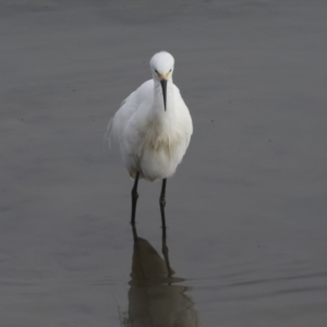 Egretta garzetta at Cairns City, QLD - 12 Aug 2023