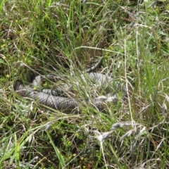 Unidentified Snake at Dry Plain, NSW - 4 Dec 2021 by EmilySutcliffe