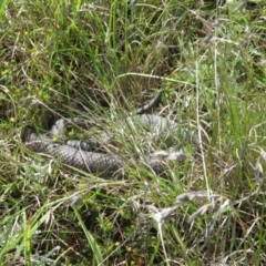 Austrelaps ramsayi (Highlands Copperhead) at Dry Plain, NSW - 4 Dec 2021 by EmilySutcliffe