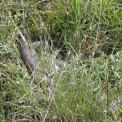 Austrelaps ramsayi at Dry Plain, NSW - 4 Dec 2021