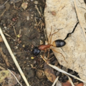 Camponotus consobrinus at Scullin, ACT - 14 Feb 2023 10:08 AM