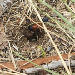 Camponotus consobrinus at Scullin, ACT - 14 Feb 2023 10:08 AM