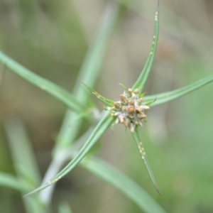 Euchiton japonicus at Wamboin, NSW - 10 Jan 2022