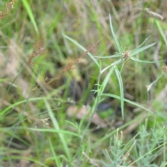 Euchiton japonicus at Wamboin, NSW - 10 Jan 2022