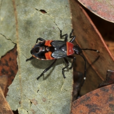 Dindymus versicolor (Harlequin Bug) at Scullin, ACT - 13 Feb 2023 by AlisonMilton