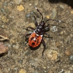 Dindymus versicolor at Scullin, ACT - 14 Feb 2023 10:22 AM