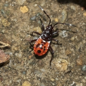 Dindymus versicolor at Scullin, ACT - 14 Feb 2023