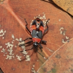 Dindymus versicolor at Scullin, ACT - 14 Feb 2023