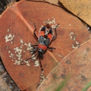 Dindymus versicolor at Scullin, ACT - 14 Feb 2023 10:22 AM