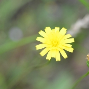 Leontodon saxatilis at Wamboin, NSW - 10 Jan 2022