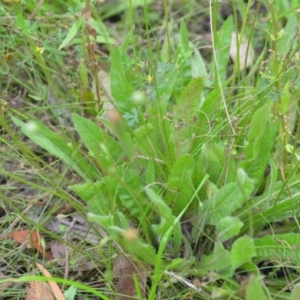 Leontodon saxatilis at Wamboin, NSW - 10 Jan 2022