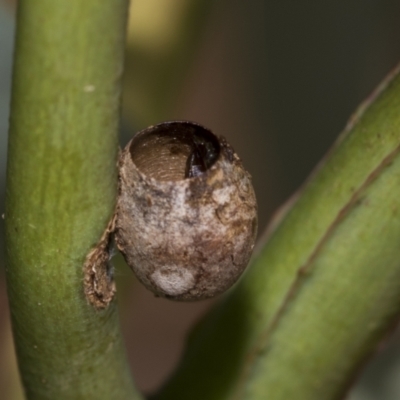 Limacodidae (family) (A cup moth) at Scullin, ACT - 14 Feb 2023 by AlisonMilton