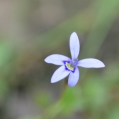 Isotoma fluviatilis subsp. australis (Swamp Isotome) at Wamboin, NSW - 10 Jan 2022 by natureguy