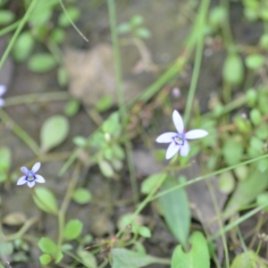 Isotoma fluviatilis subsp. australis at Wamboin, NSW - 10 Jan 2022