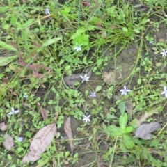 Isotoma fluviatilis subsp. australis at Wamboin, NSW - 10 Jan 2022