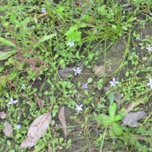 Isotoma fluviatilis subsp. australis at Wamboin, NSW - 10 Jan 2022