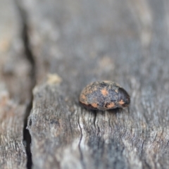 Trachymela sp. (genus) (Brown button beetle) at QPRC LGA - 10 Jan 2022 by natureguy