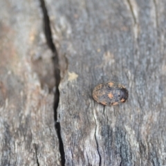 Trachymela sp. (genus) at Wamboin, NSW - 10 Jan 2022