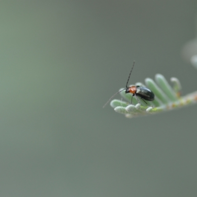 Adoxia benallae (Leaf beetle) at Wamboin, NSW - 10 Jan 2022 by natureguy