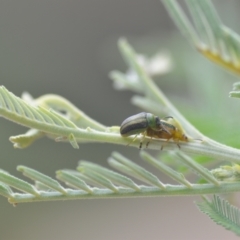 Calomela bartoni (Acacia Leaf Beetle) at QPRC LGA - 10 Jan 2022 by natureguy
