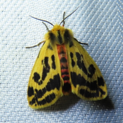 Ardices curvata (Crimson Tiger Moth) at Braidwood, NSW - 3 Oct 2023 by MatthewFrawley