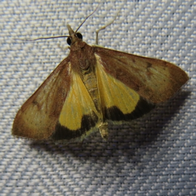 Uresiphita ornithopteralis (Tree Lucerne Moth) at Braidwood, NSW - 4 Oct 2023 by MatthewFrawley