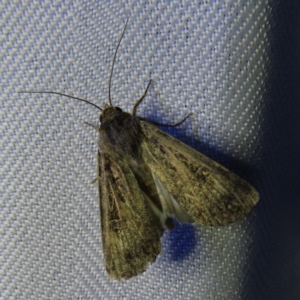 Agrotis (genus) at Braidwood, NSW - 3 Oct 2023 08:04 PM