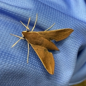 Hippotion scrofa at Green Cape, NSW - 25 Jan 2021