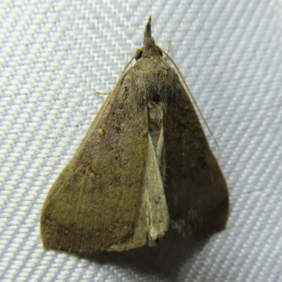 Rhapsa suscitatalis (Wedged Rhapsa) at Braidwood, NSW - 3 Oct 2023 by MatthewFrawley