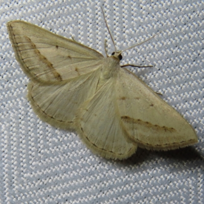 Taxeotis endela (Looper or geometer moth) at QPRC LGA - 3 Oct 2023 by MatthewFrawley
