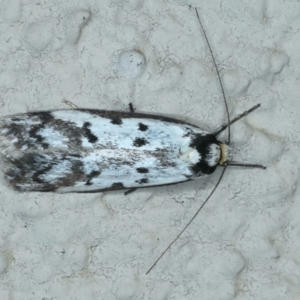 Philobota lysizona at Ainslie, ACT - 2 Oct 2023 08:20 PM