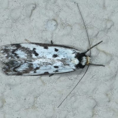 Philobota lysizona (A concealer moth) at Ainslie, ACT - 2 Oct 2023 by jb2602