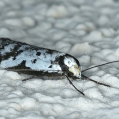 Philobota lysizona at Ainslie, ACT - 2 Oct 2023