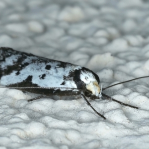 Philobota lysizona at Ainslie, ACT - 2 Oct 2023 08:20 PM