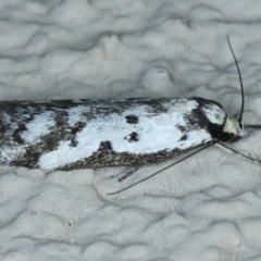 Philobota lysizona at Ainslie, ACT - 2 Oct 2023 08:20 PM