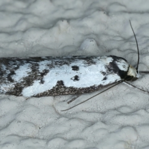 Philobota lysizona at Ainslie, ACT - 2 Oct 2023