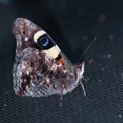 Vanessa itea (Yellow Admiral) at Penrose - 3 Oct 2023 by Aussiegall