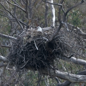 Haliaeetus leucogaster at Yarrow, NSW - suppressed