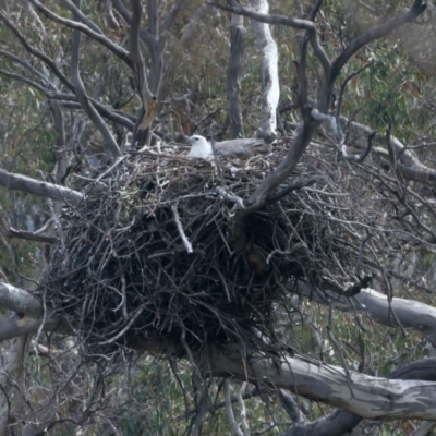 Haliaeetus leucogaster (White-bellied Sea-Eagle) at QPRC LGA - 2 Oct 2023 by jb2602